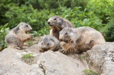 Marmots Eating In A Wildlife Parkの写真素材