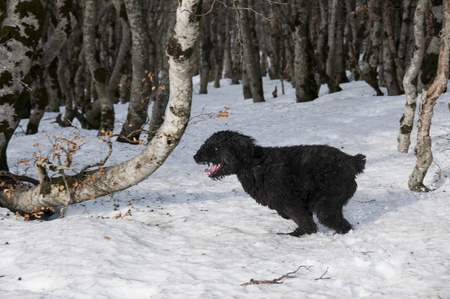 Bouvier Des Flandres Running In Snow Covered Woodlandの写真素材