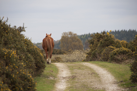 New Forest Pony Roaming Free In The National Parkの写真素材