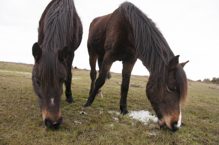 New Forst Ponies Graziingの写真素材