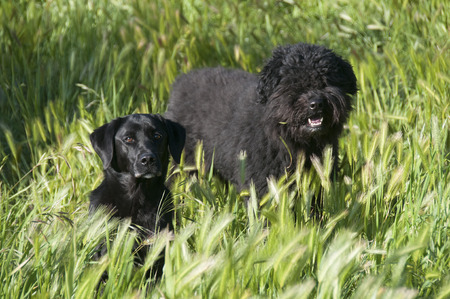 Portrait of a black labradorの写真素材