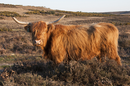 Highland Cow Roaming Free In The New Forestの写真素材