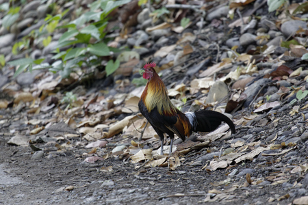 Red jungle fowl crowingの写真素材