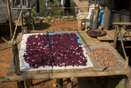 Spices drying outside a house, Chiang Rai, Thailandの写真素材
