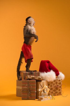 Capuchin monkey with Christmas gift boxes and Santa Claus hat on yellow backgroundの写真素材