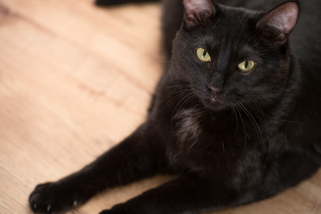 Solid black cat laying on floor and looking at camera. Copyspaceの写真素材