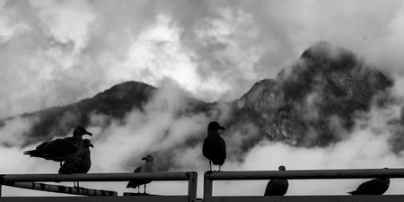 Close-up of birds perching on metal railing, Furry Creek, British Columbia, Canadaの写真素材