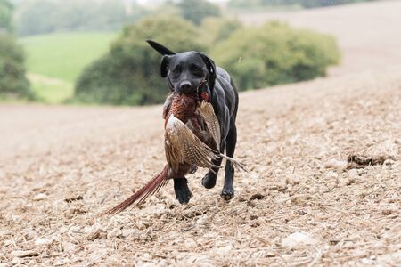 A working black labrador retrieving a cock pheasant in the rainの写真素材