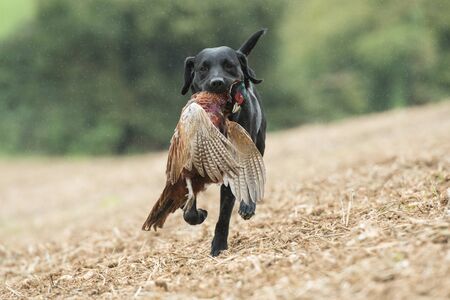 A working black labrador retrieving a cock pheasant in the rainの写真素材