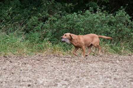 A fox red labrador retrieving a partridgeの写真素材