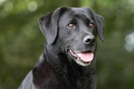 A portrait of a black labradorの写真素材