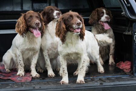 Four working springer spaniels waitiing in a carの写真素材