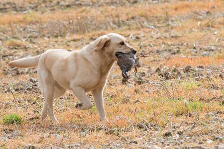 A yellow labrador retrieving a partridgeの写真素材