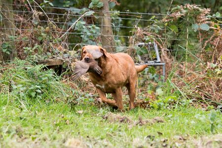 A fox red labrador retrieving a partridgeの写真素材