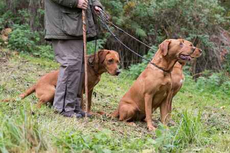A woman with her three working gundogs; fox red labradorsの写真素材