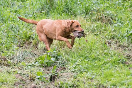 A fox red labrador retrieving a partridgeの写真素材