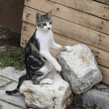 Cat sitting on a rock, Budva, Montenegroの写真素材