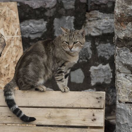 Cat on a bench, Budva, Montenegroの写真素材