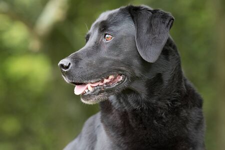 A portrait of a black labradorの写真素材