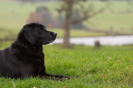 Woring black labrador waiting in the picking up line with a gun in the backgroundの写真素材