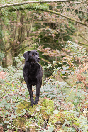 Portrait of a working black labrador outdoorsの写真素材