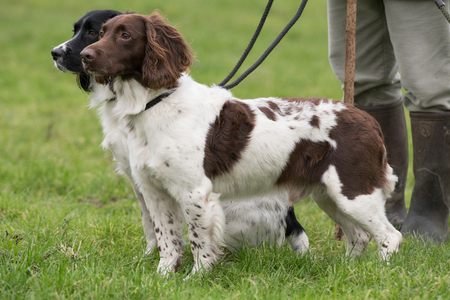 Working springer spaniels on leads, waiting to pick upの写真素材