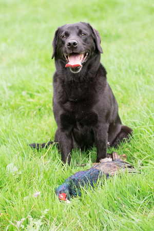 A black labrador retrieving a melanistic male pheasant