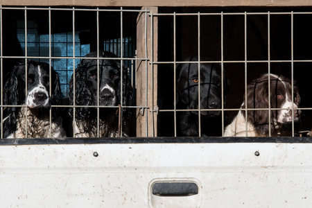 Working springer spaniels, waiiting to be let out of the truck for the next driveの写真素材