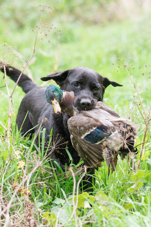 Working black labrador retrieving a shot mallard drake