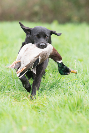 Working black labrador retrieving a mallard drakeの写真素材