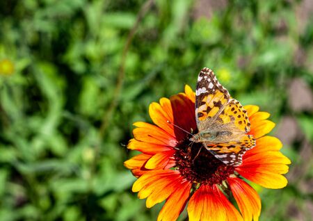 butterfly on yellow flowerの写真素材