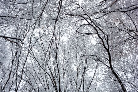 trees in the snowの写真素材