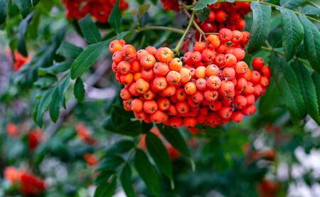 red berries on a bushの写真素材