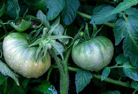 tomato in the gardenの写真素材
