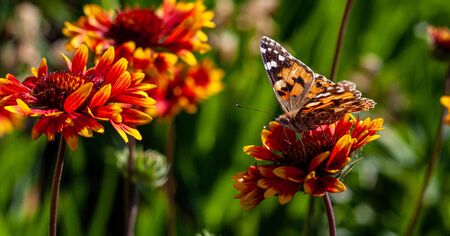 butterfly on flowerの写真素材