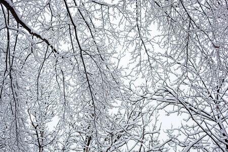 trees in the snowの写真素材