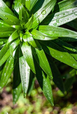 green leaves with water dropsの写真素材