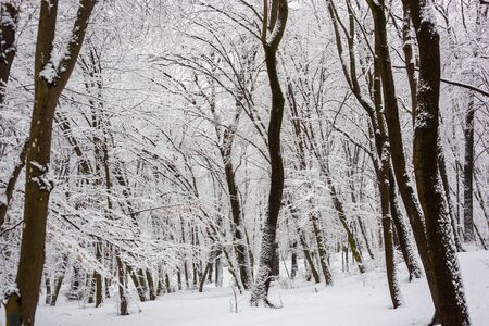 trees in the snowの写真素材