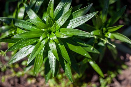 green leaves with water dropsの写真素材