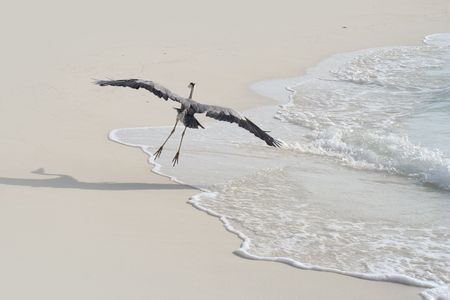 Birdの写真素材