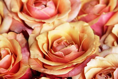 Rosesの写真素材