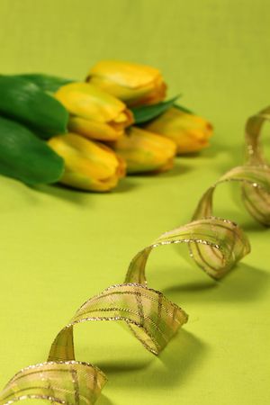 Green ribbon and yellow tulipsの写真素材