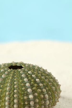 Green sea urchin on sand. Shallow dof, copy space