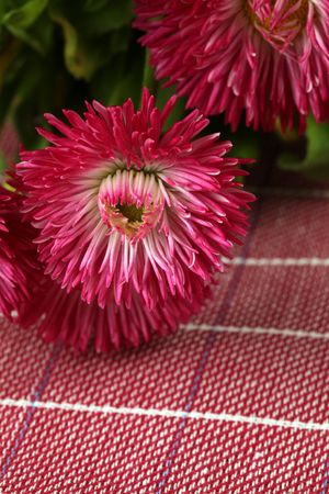 Close up of beautiful bright pink daisiesの写真素材