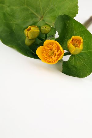 Bright yellow marsh marigolds (Caltha palustris) on white background. Copy spaceの写真素材