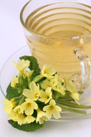 Healthy herbal tea made from freshly picked primrosesの写真素材
