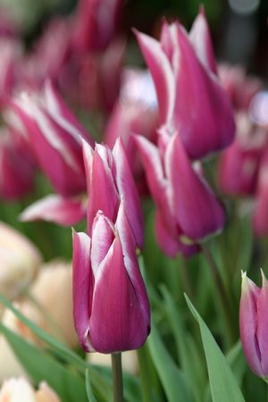 Beautiful purple tulips with white borderの写真素材