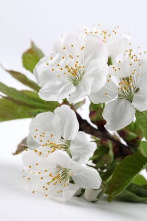 Cherry blossomsの写真素材