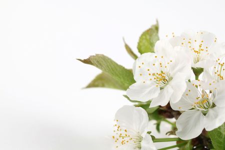 Cherry blossomsの写真素材