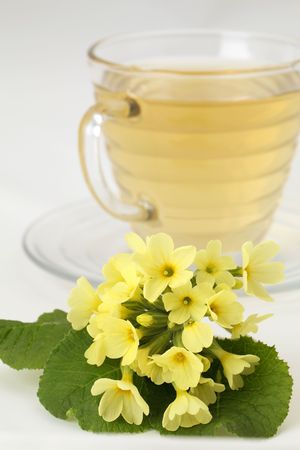 Healthy herbal tea made from freshly picked primrosesの写真素材